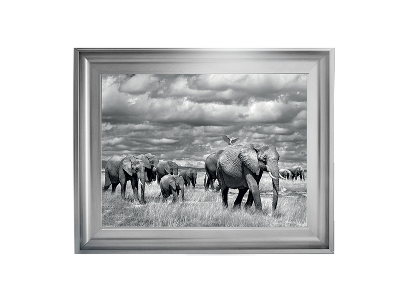 Elephants of Kenya