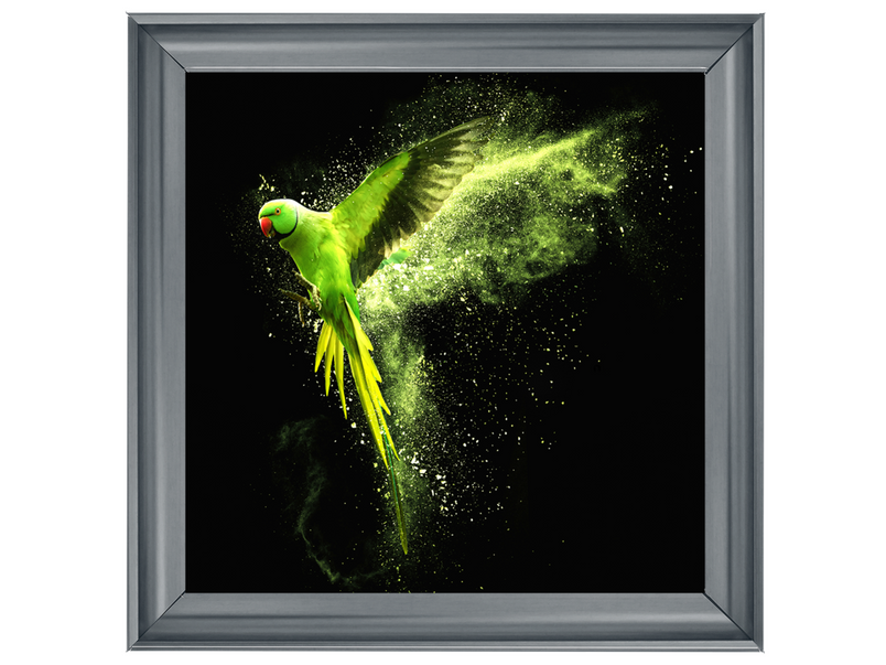 Flying green parrot Alexandrine parakeet with colored powder clouds
