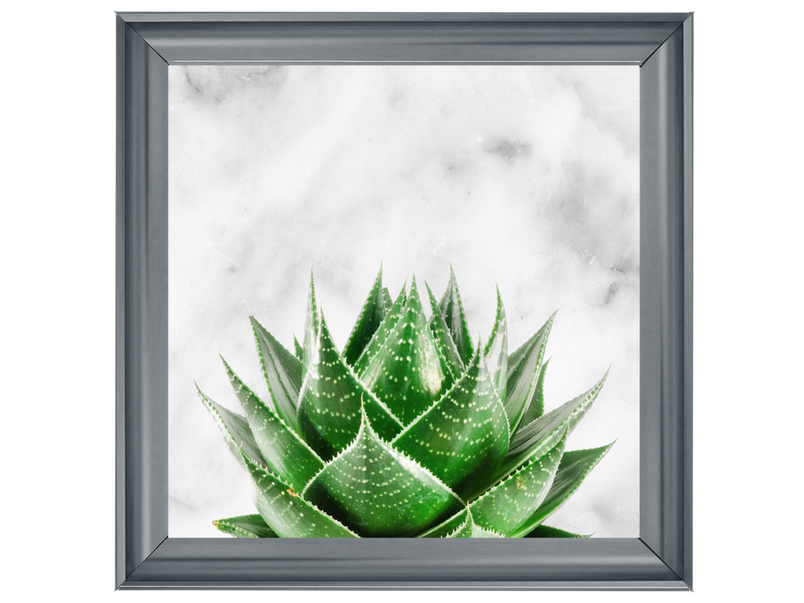 Succulent Plant on marble background
