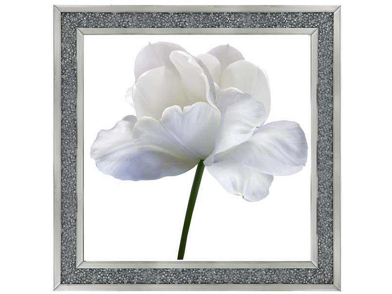 White flower tulip on white isolated background with clipping path