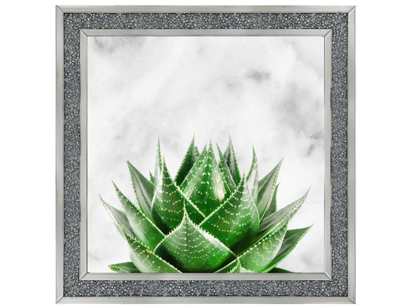 Succulent Plant on marble background