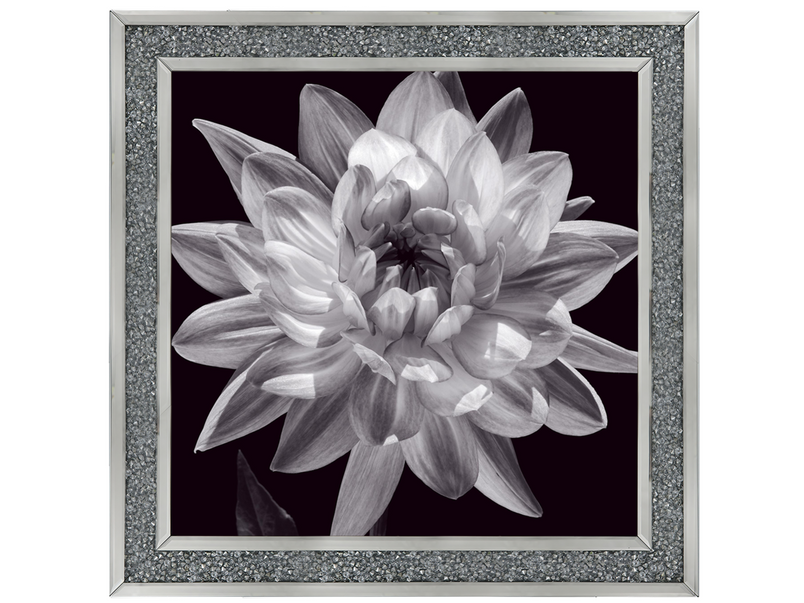 White Dahlia I