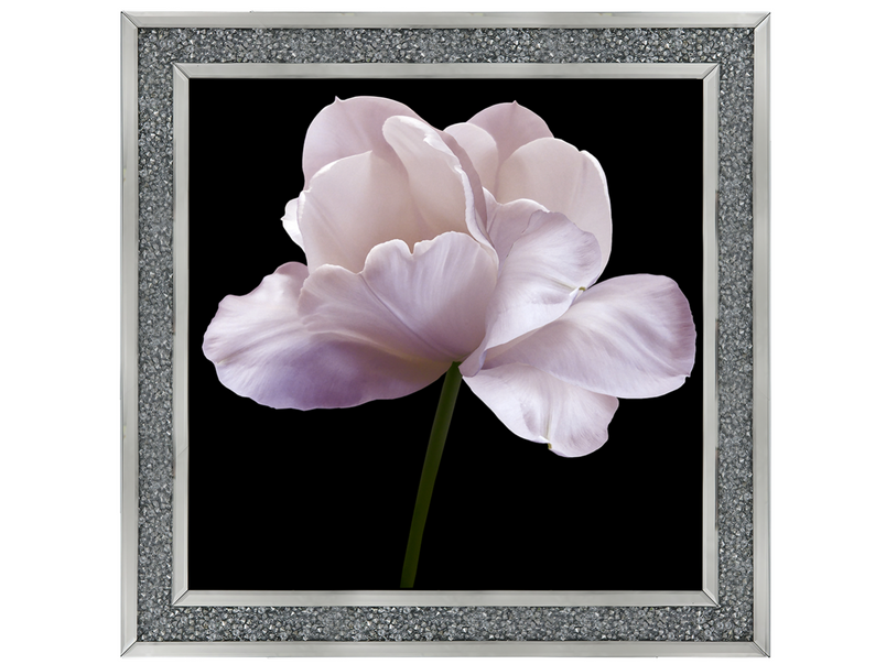 Pink flower tulip on black isolated background with clipping path