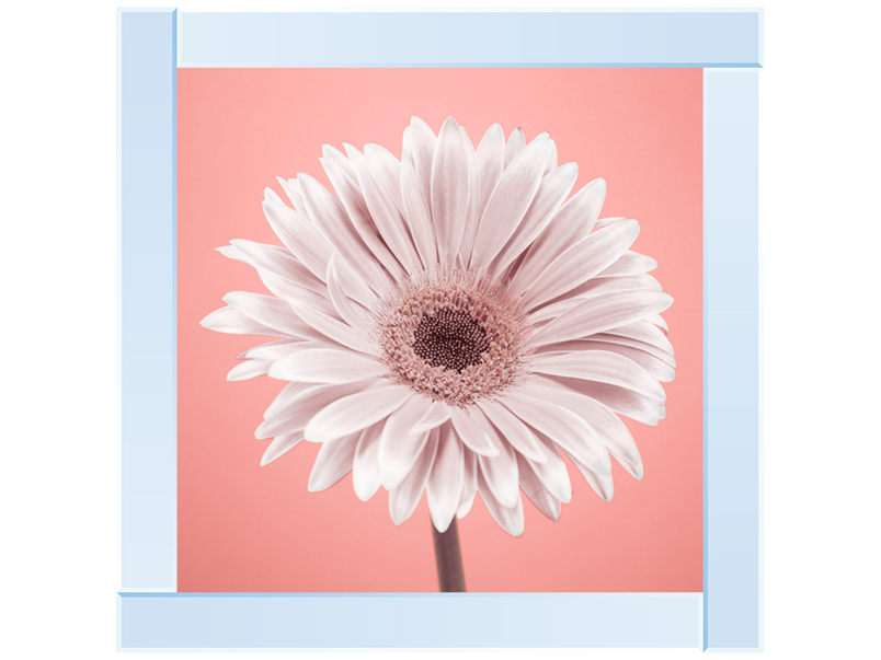 Single Gerbera Nude pink 1