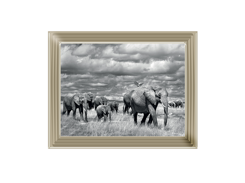 Elephants of Kenya
