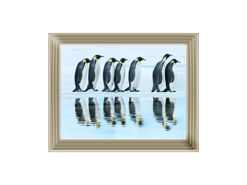 Emperor penguin group, Antarctica