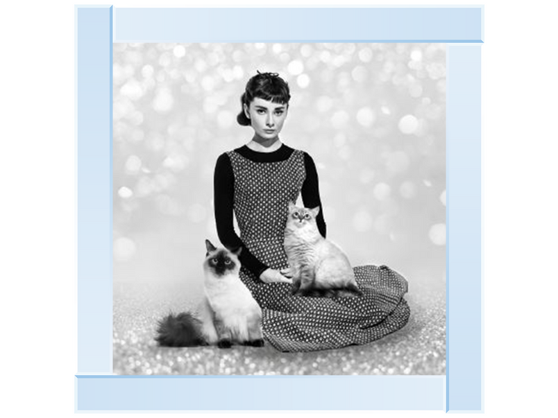 Audrey and cats II