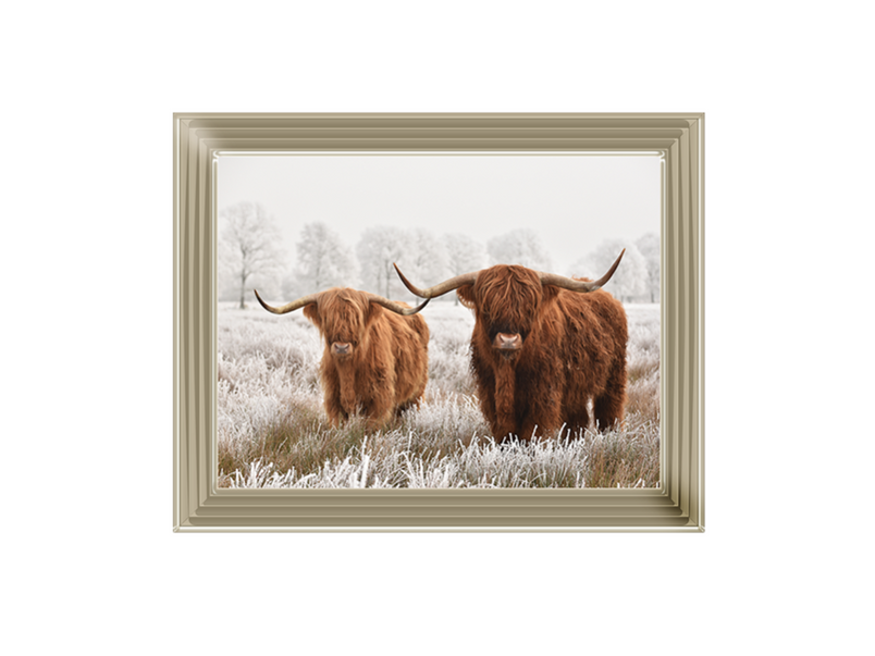 Highland Cow pair