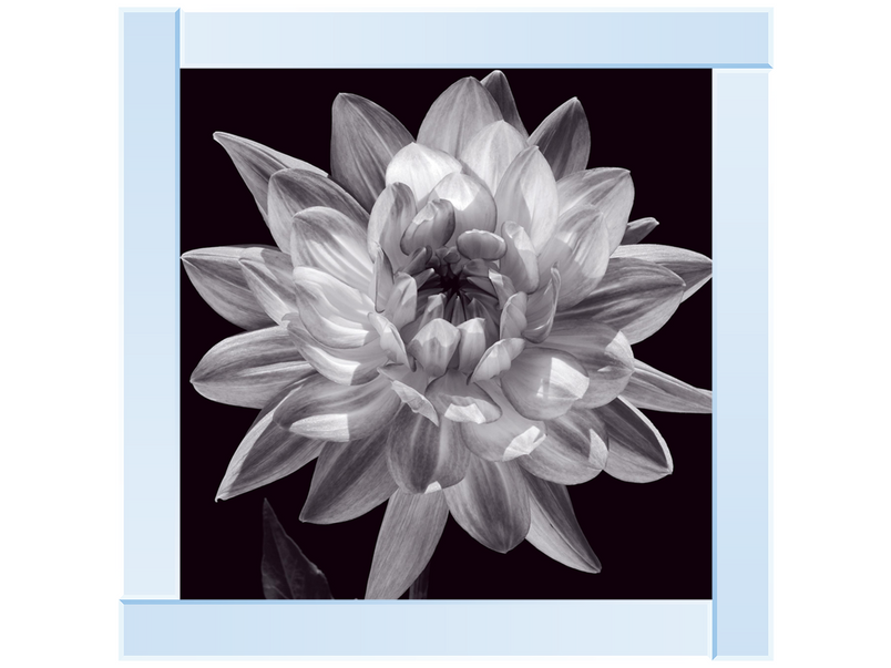 White Dahlia I