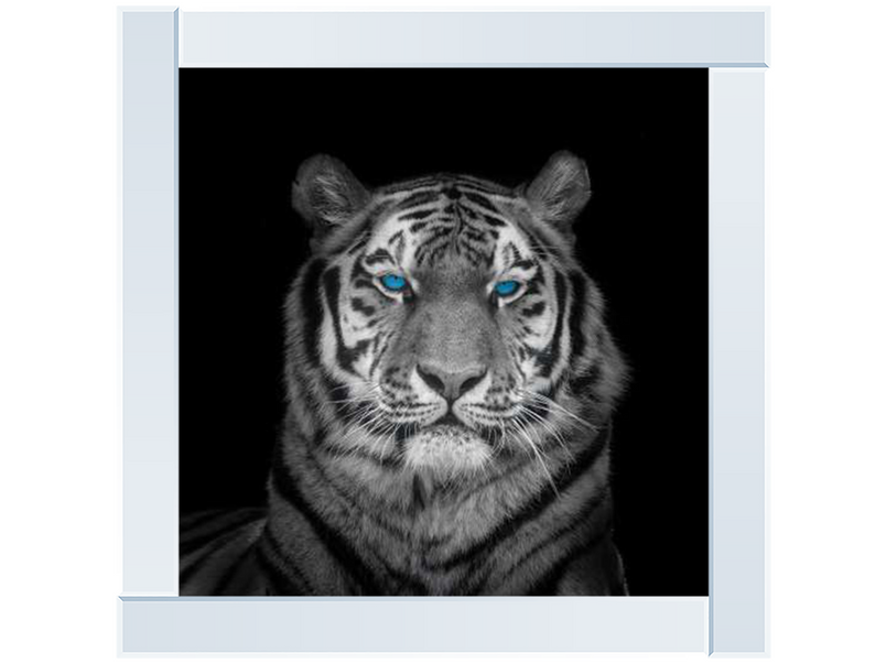 Blue eyes tiger face by Assaf Frank
