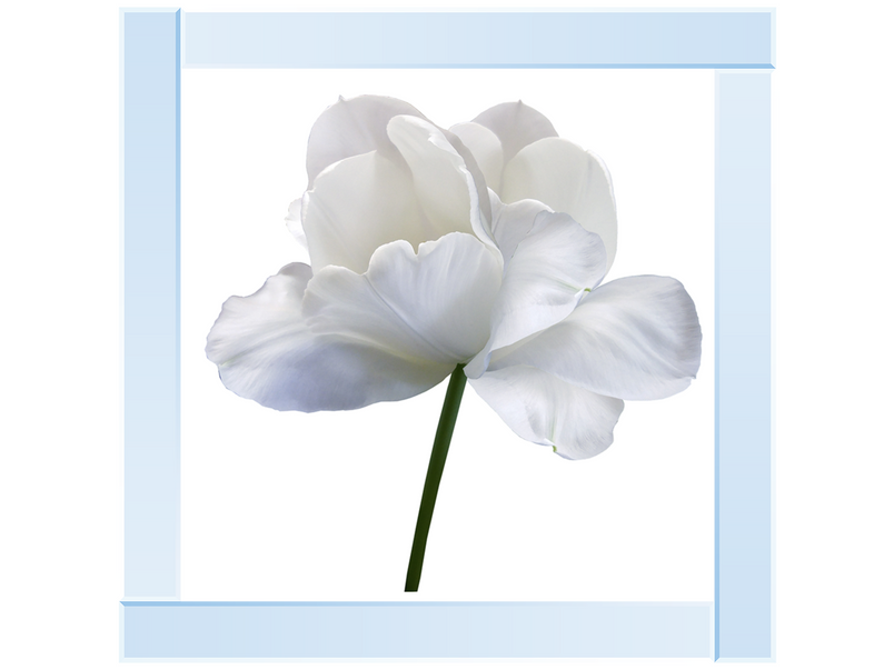 White flower tulip on white isolated background with clipping path