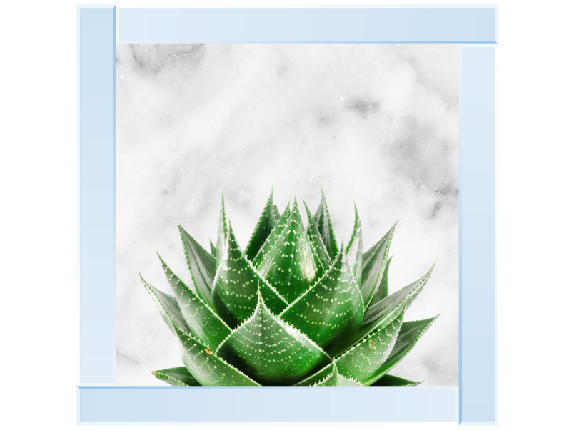 Succulent Plant on marble background