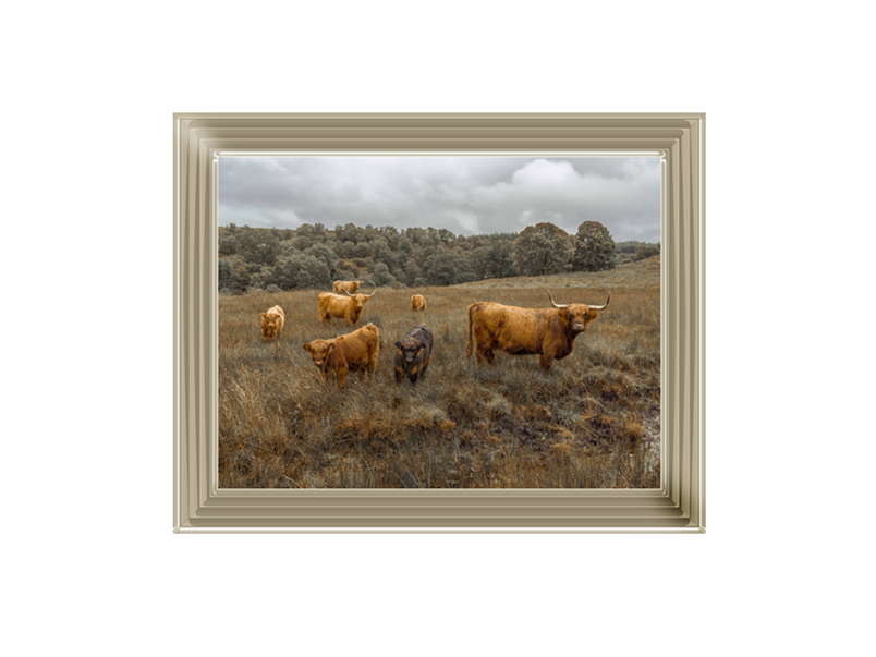 Highland Cows Colour