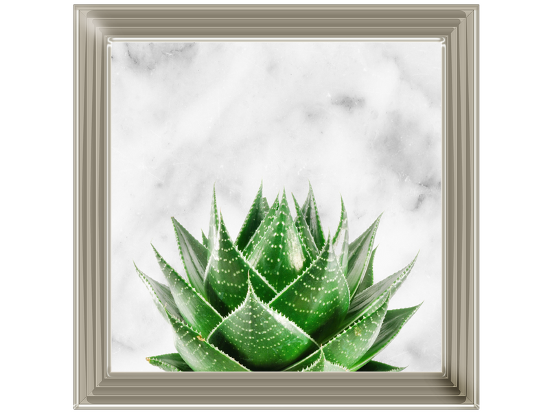 Succulent Plant on marble background