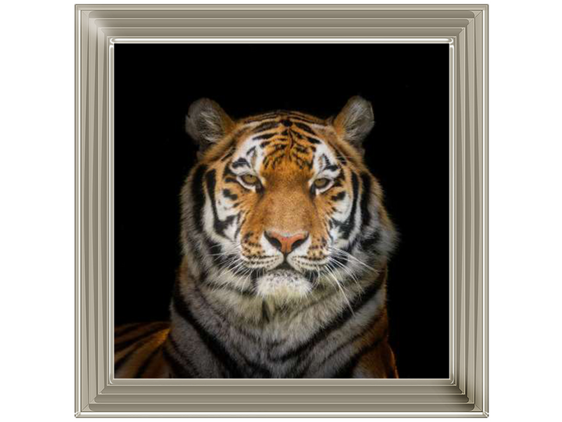 Tiger face by Assaf Frank