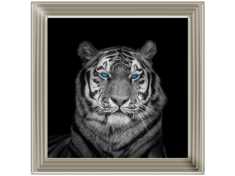 Blue eyes tiger face by Assaf Frank