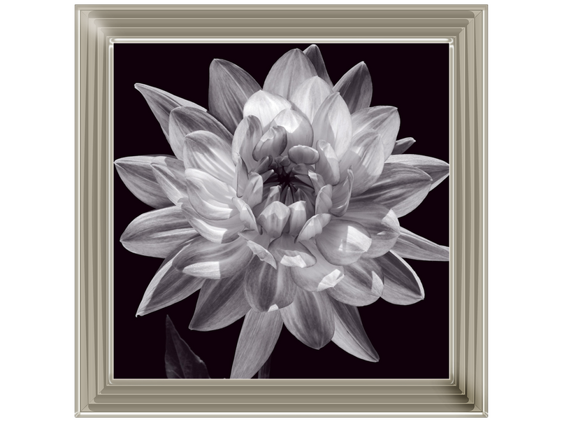 White Dahlia I