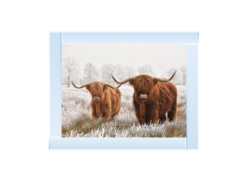 Highland Cow pair