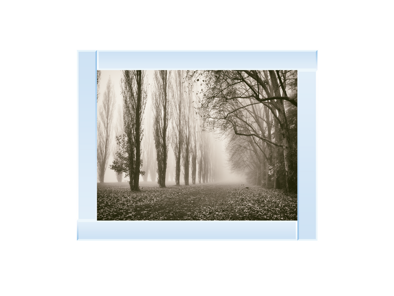 Trees in Fog IV