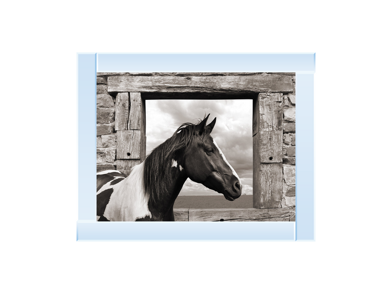 Painted Horse (BW)