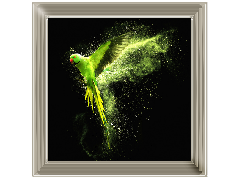 Flying green parrot Alexandrine parakeet with colored powder clouds