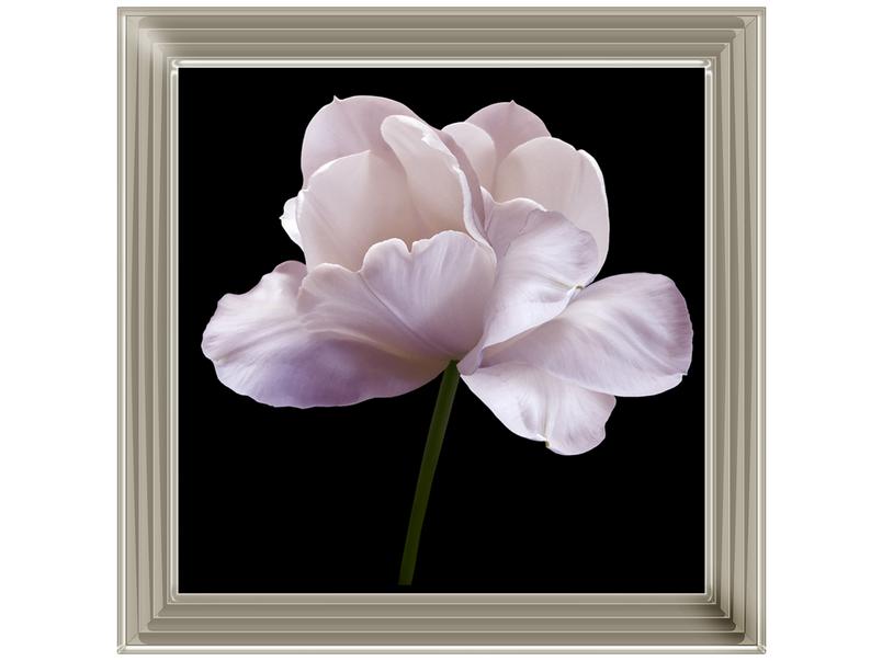 Pink flower tulip on black isolated background with clipping path