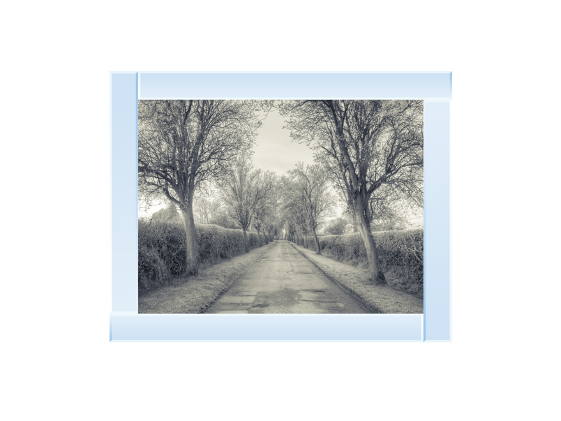 Road through trees