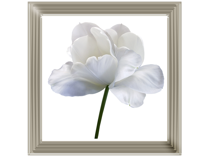 White flower tulip on white isolated background with clipping path