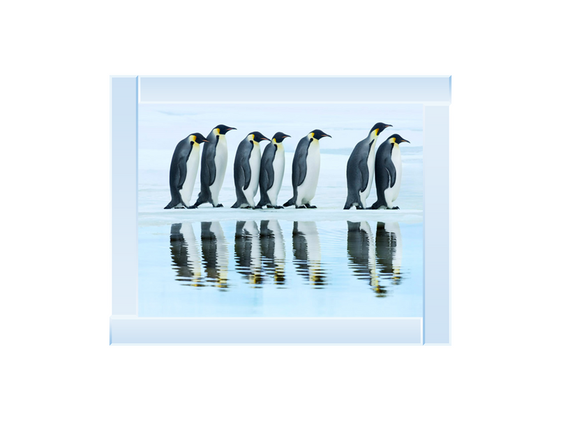 Emperor penguin group, Antarctica