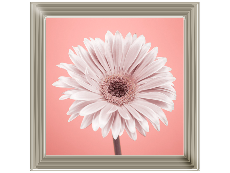 Single Gerbera Nude pink 1