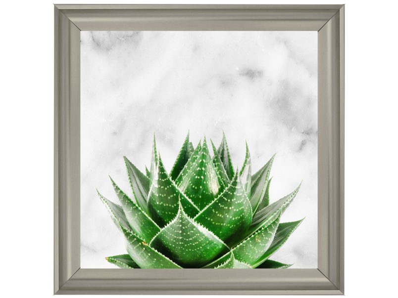 Succulent Plant on marble background