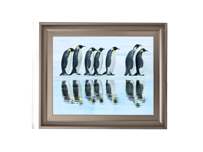 Emperor penguin group, Antarctica