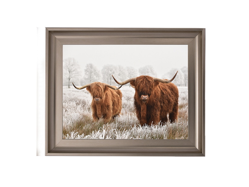 Highland Cow pair