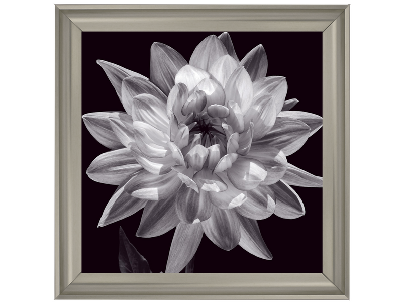 White Dahlia I
