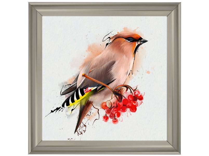 The Waxwing, a songbird of passerine.