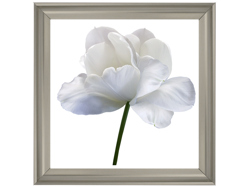 White flower tulip on white isolated background with clipping path