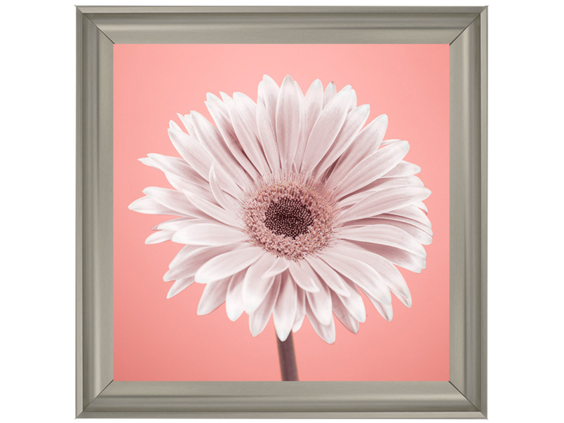 Single Gerbera Nude pink 1