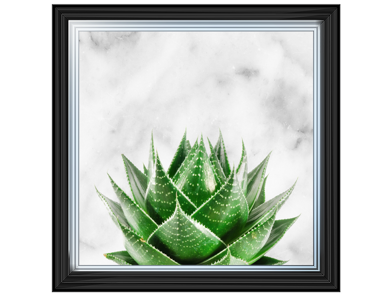 Succulent Plant on marble background