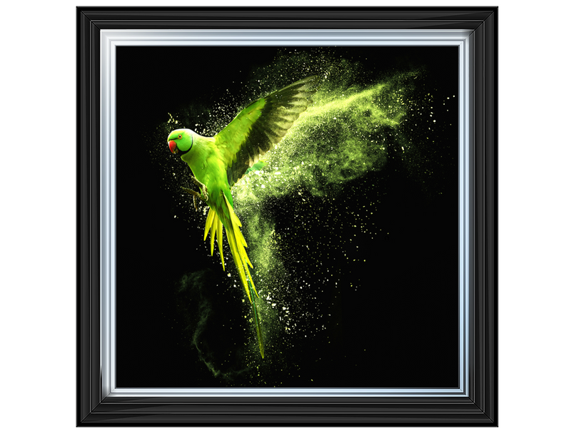 Flying green parrot Alexandrine parakeet with colored powder clouds