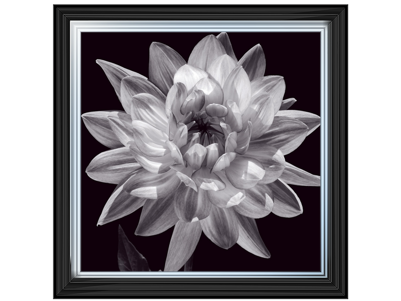 White Dahlia I