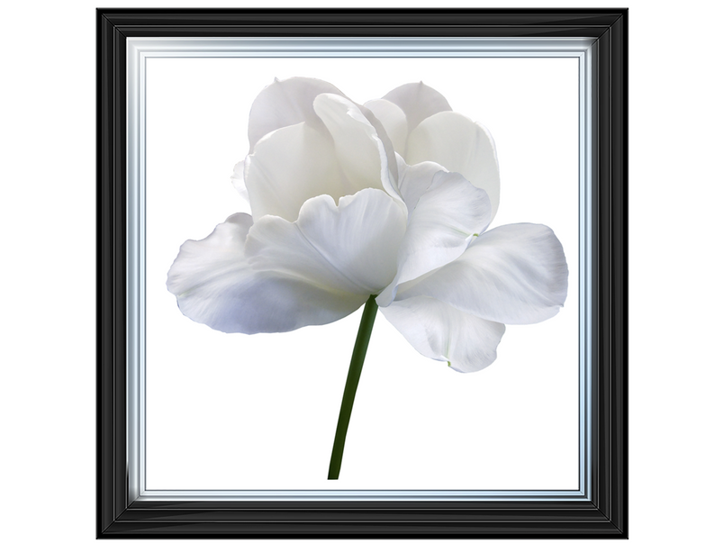White flower tulip on white isolated background with clipping path