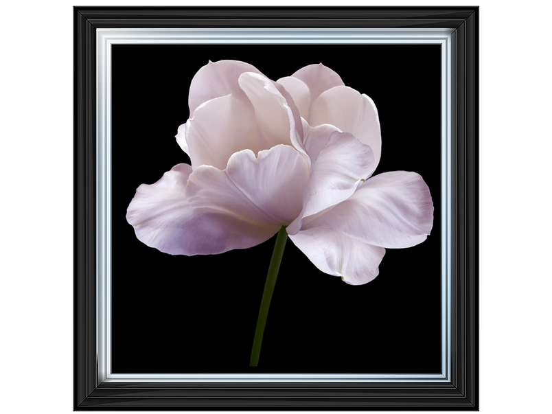 Pink flower tulip on black isolated background with clipping path