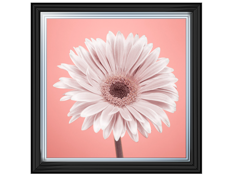 Single Gerbera Nude pink 1