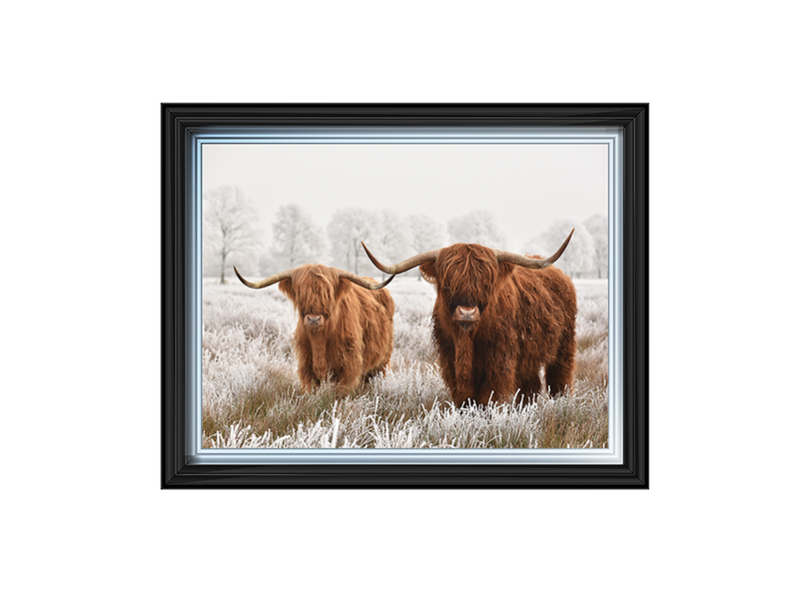 Highland Cow pair