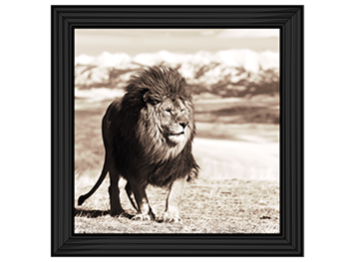 African Animals Series - Lion A