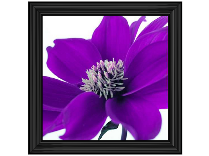 Purple Dahlia, Assaf Frank