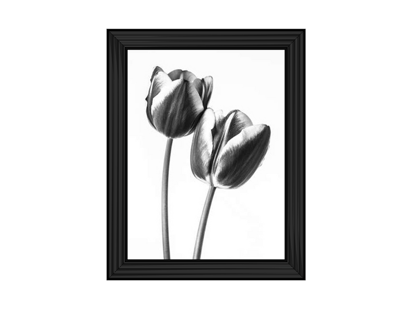 Tulips on white background