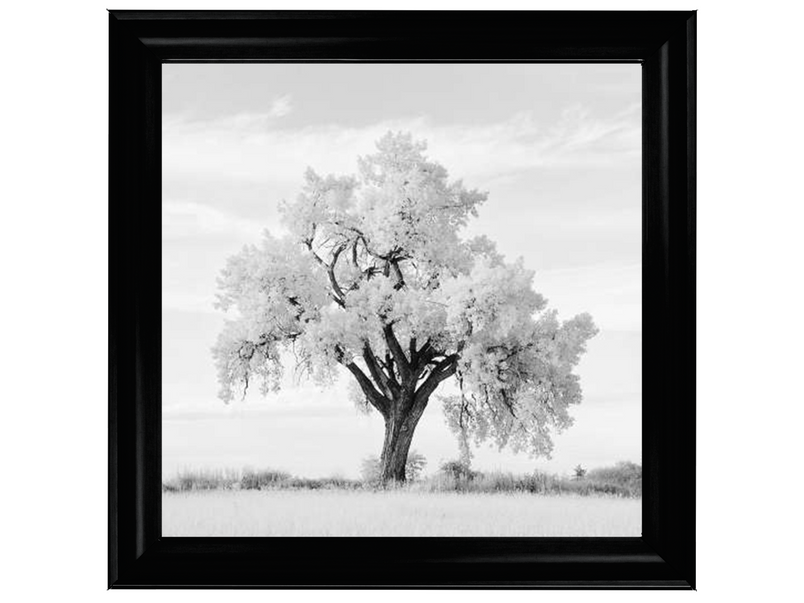 Lone Oak Tree Black & White