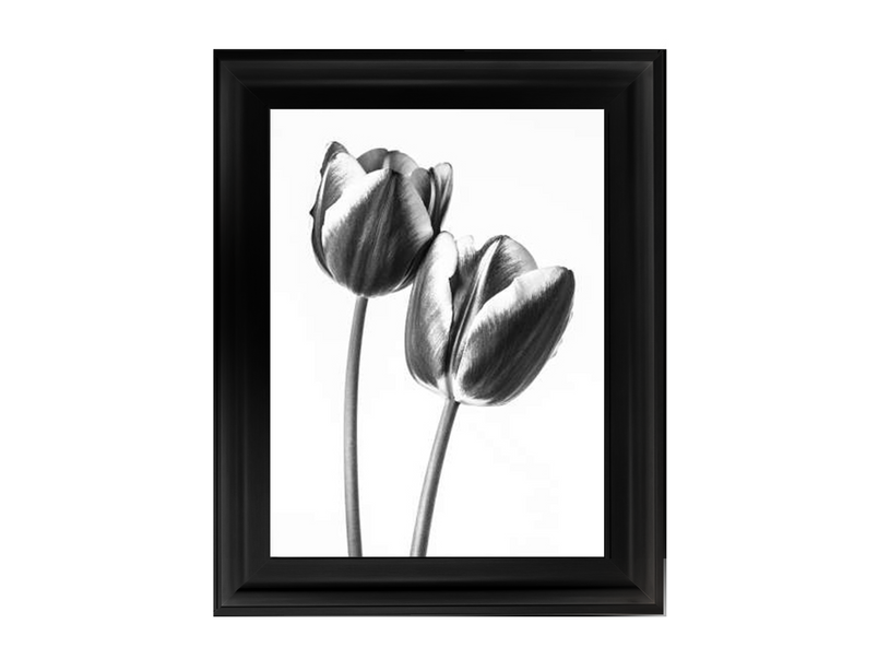 Tulips on white background