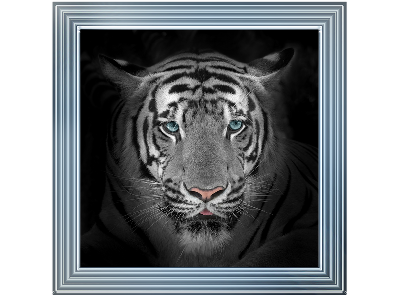 Blue Eyes Tiger II